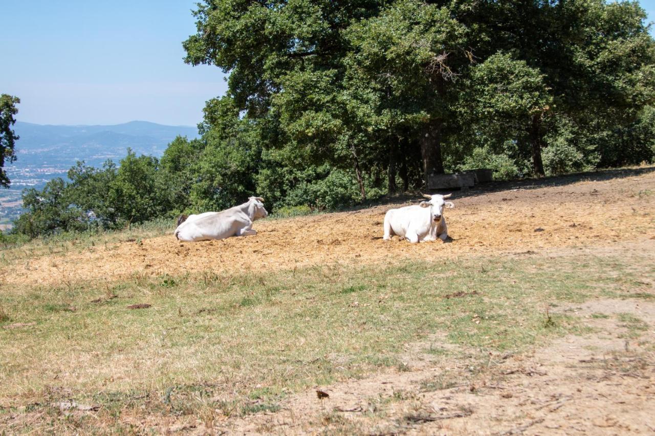 Agriturismo Con Piscina In Toscana, Tribbiano Arezzo Luaran gambar